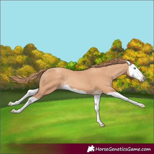 Horse Color:Gold Champagne Splash