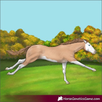 Horse Color:Gold Champagne Splash