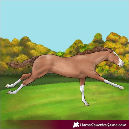 Horse Color:Gold Champagne Splash 