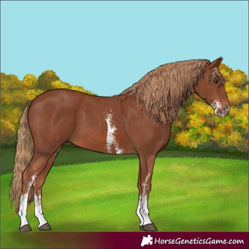 Horse Color:Chestnut Sabino 