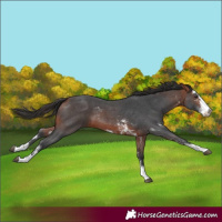 Horse Color:Bay Sabino