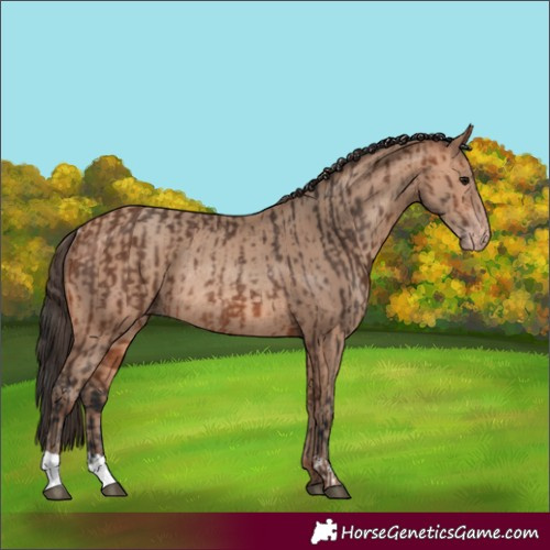 Horse Color:Bay Rabicano  and Amber Champagne Rabicano 