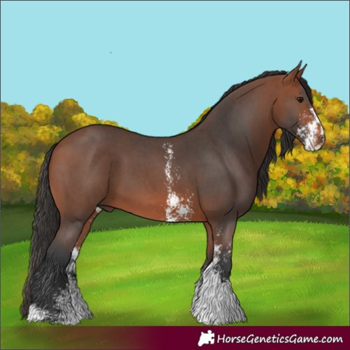 Horse Color:Bay Sabino