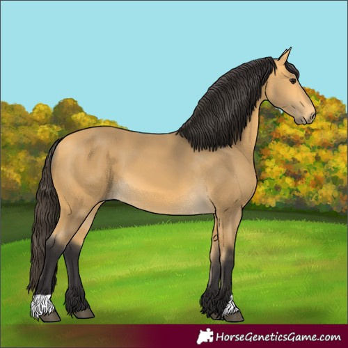 Horse Color:Buckskin 