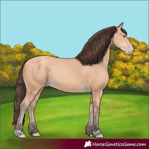 Horse Color:Amber Champagne