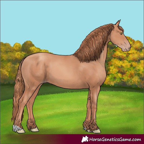 Horse Color:Gold Champagne 