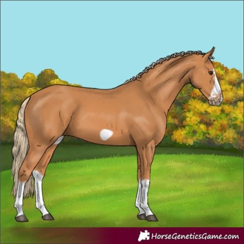Horse Color:Chestnut Splash Frame 