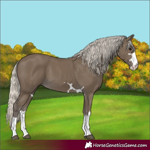 Horse Color:Silver Smoky Black 