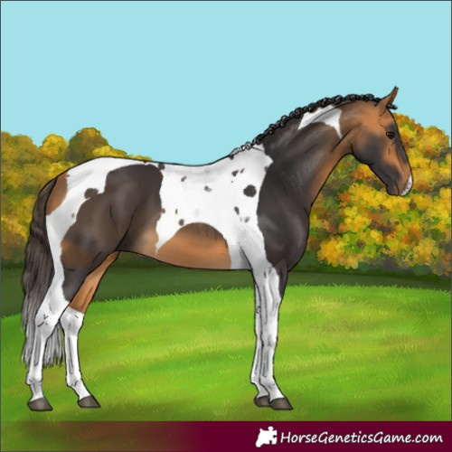 Horse Color:Buckskin Tobiano 