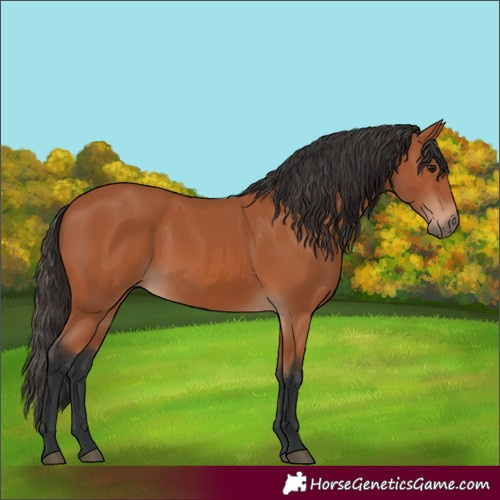 Horse Color:Bay 