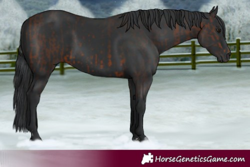 Horse Color:Brown Rabicano  and Black Rabicano 