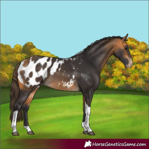 Horse Color:Buckskin Tobiano Appaloosa 