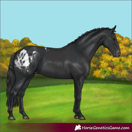 Horse Color:Black Appaloosa  and Black Appaloosa 
