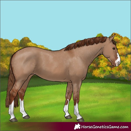 Horse Color:Red Dun Varnish 