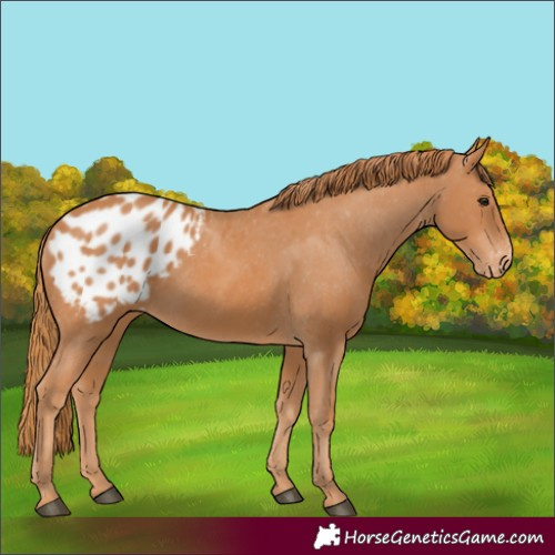 Horse Color:Chestnut Blanket Rabicano 