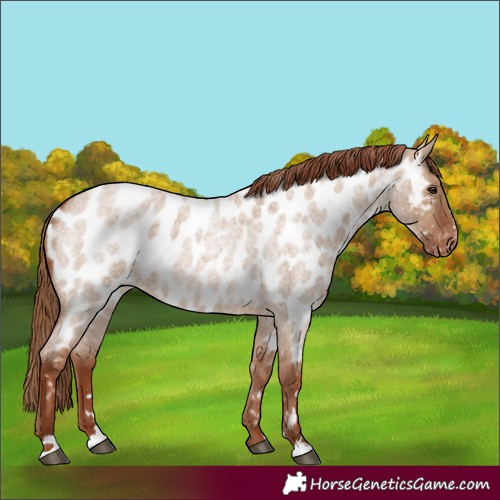 Horse Color:Red Dun Roan Near Leopard