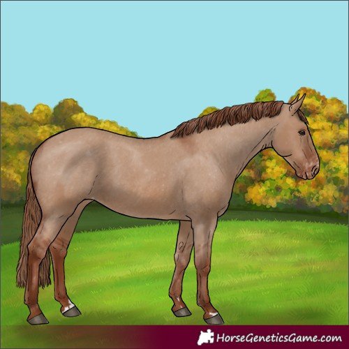 Horse Color:Red Dun Varnish 