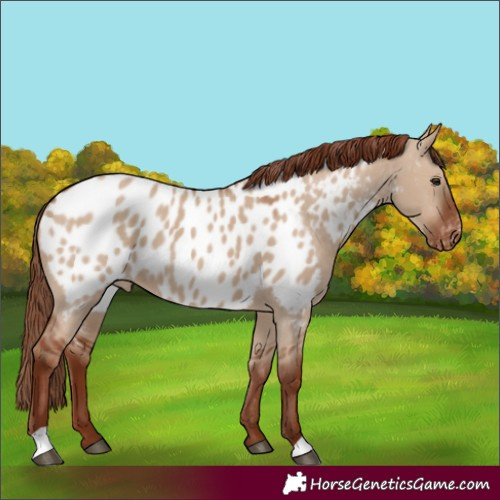 Horse Color:Red Dun Near Leopard