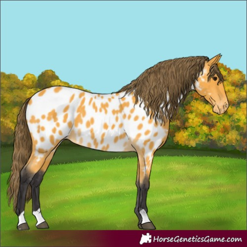 Horse Color:Buckskin Near Leopard 