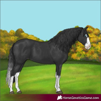 Horse Color:Black Splash Varnish