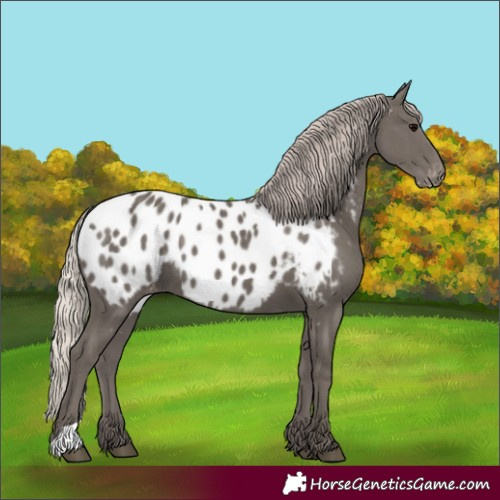 Horse Color:Silver Black Appaloosa