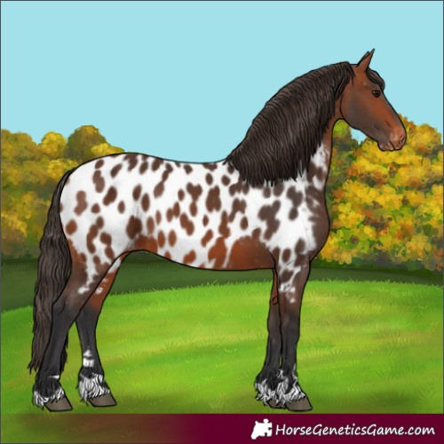 Horse Color:Bay Appaloosa 