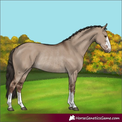 Horse Color:Liver Red Dun Rabicano