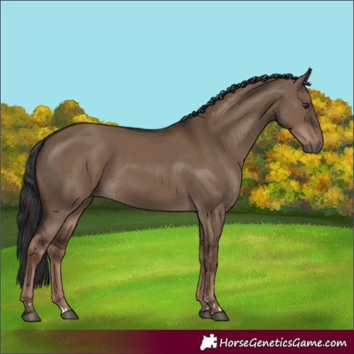 Horse Color:Liver Red Dun Rabicano 