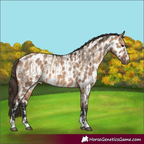Horse Color:Bay Dun  and Bay Dun Appaloosa 