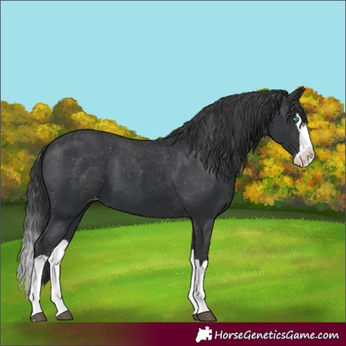 Horse Color:Black Splash Varnish 