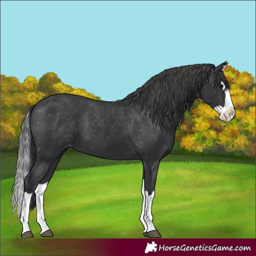 Horse Color:Black Splash Varnish 