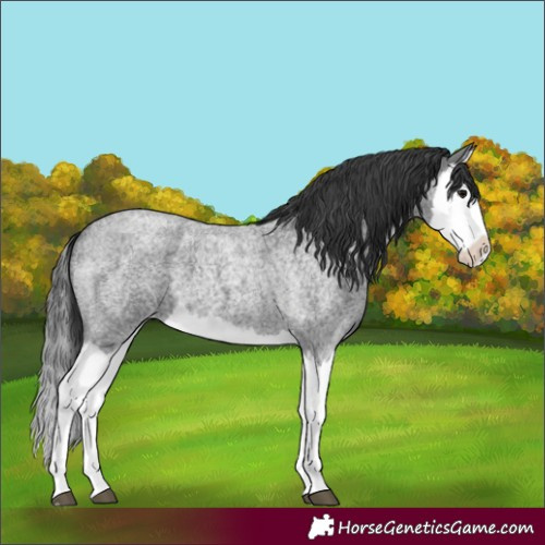 Horse Color:Blue Roan Splash Varnish 
