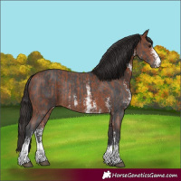 Horse Color:Bay Sabino Rabicano  and Brown Sabino Rabicano 