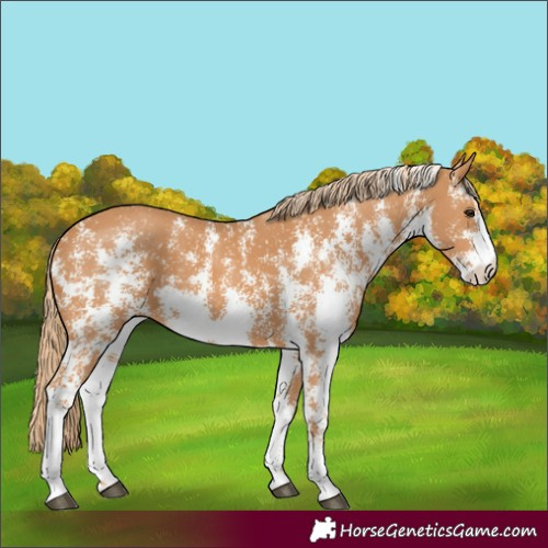 Horse Color:Chestnut Sabino 