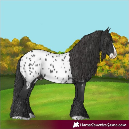Horse Color:Black Splash Near Leopard 