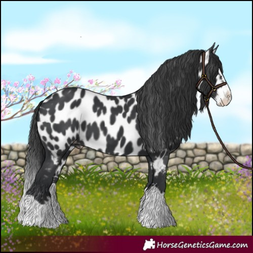 Horse Color:Black Splash Near Leopard