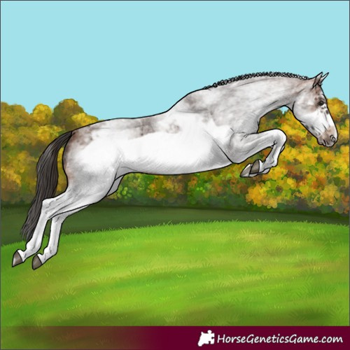 Horse Color:White Spotted Brown Roan Frame
