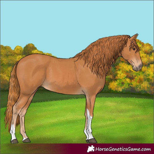Horse Color:Chestnut Tobiano Rabicano 