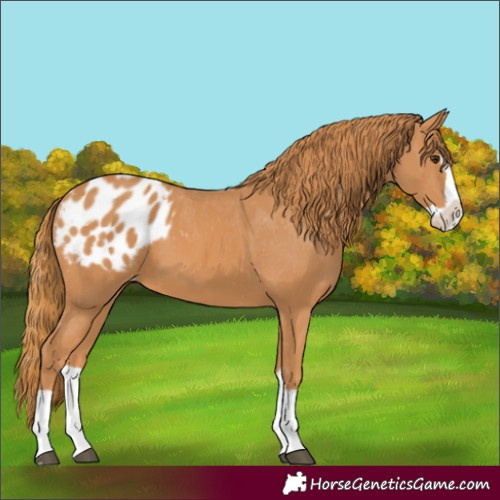 Horse Color:Chestnut Splash Blanket