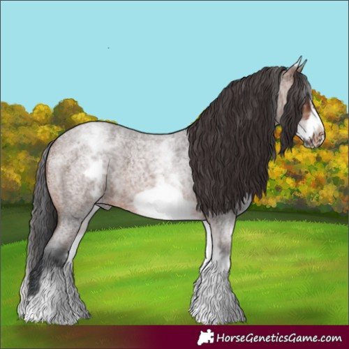 Horse Color:White Spotted Brown Roan Frame 