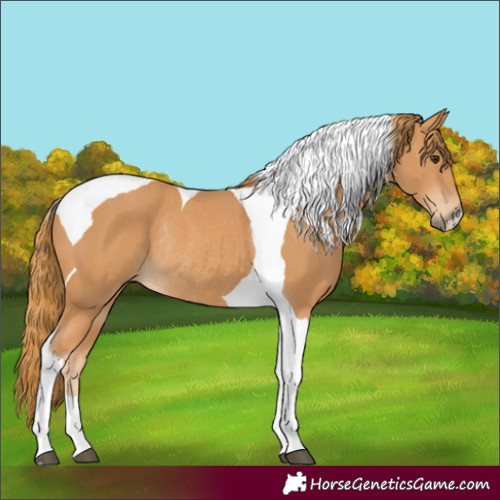 Horse Color:Chestnut Tobiano Rabicano