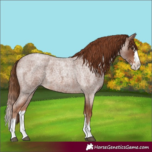 Horse Color:Red Roan Splash Varnish