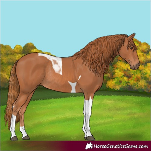 Horse Color:Chestnut Tobiano Rabicano