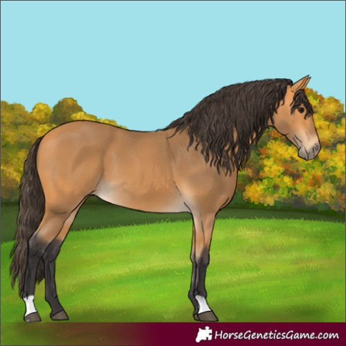 Horse Color:Buckskin 