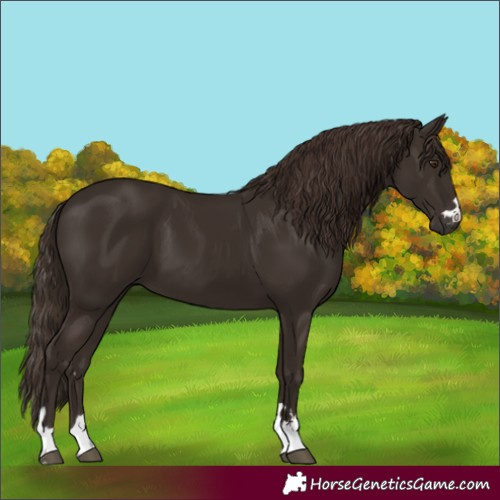 Horse Color:Liver Chestnut
