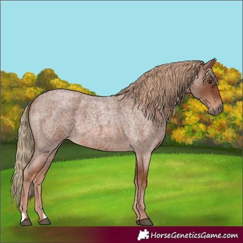 Horse Color:Red Roan