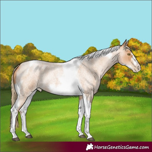Horse Color:Red Roan Pearl Tobiano Frame