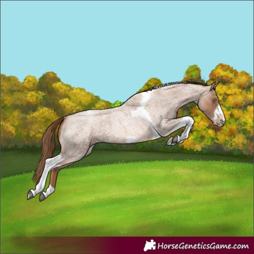 Horse Color:Liver Red Roan Pearl Tobiano Frame 