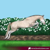 Horse Color:Red Dun Roan Splash Frame Rabicano 