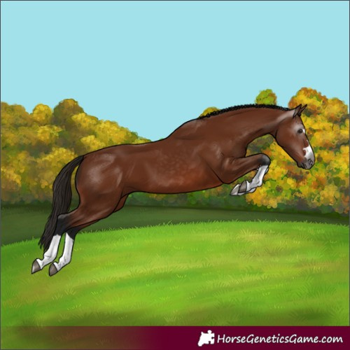 Horse Color:Gray Bay 